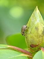 Rsselkfer an Rhododendronknospe