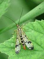 Skorpionfliege (Panorpa communis), Weibchen