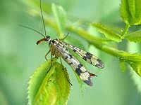 Skorpionfliege (Panorpa communis), Weibchen