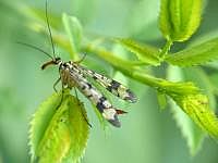 Skorpionfliege (Panorpa communis), Weibchen