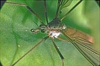 Wiesenschnake (Tipula paludosa) (?) (70er Jahre, mit Hilfe der Plattenkamera; s. Vorbemerkung)