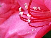 Rhododendron-Blte (Mai 2007)