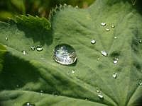 Tautropfen (August 2007)
