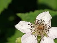 Brombeer-Blte (Juni 2008)