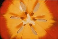 Boden einer Tulpe (70er Jahre, mit Plattenkamera; s. Vorbemerkung)