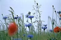 Am Rande eines Getreidefeldes: Mohn und Kornblumen (80er Jahre)