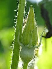 P1100075
