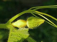 P1100078