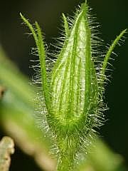 P1100090