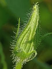 P1100106