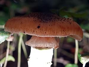 P1180905