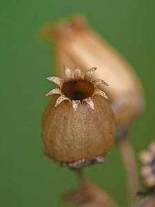 P1180927