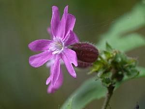 P1180931
