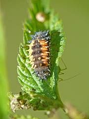 P1130007