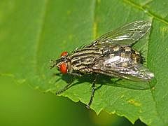 P1130056ausschn