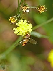 P1130106