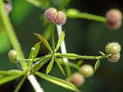 P1130136