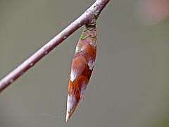 P1100821