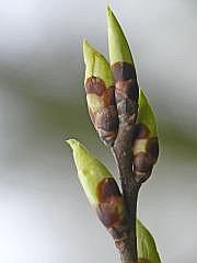 P1100927