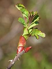P1100967