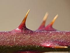 P1110085