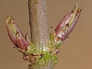 P1190442a