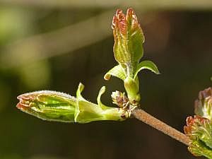 P1190521a