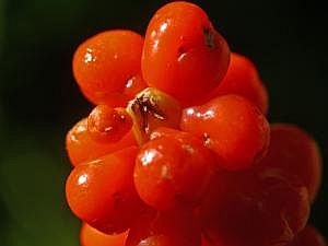 P1220287