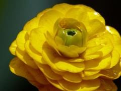 P1120518