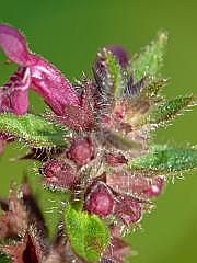 P1090781
