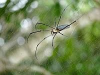 Nephila (Seidenspinne), Insel Wokam, Mokukken 2007