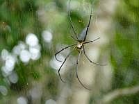 Nephila (Seidenspinne), Insel Wokam, Mokukken 2007