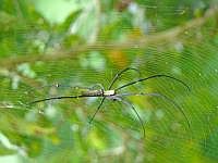 Nephila (Seidenspinne), Insel Wokam, Mokukken 2007