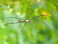 Nephila (Seidenspinne), Insel Wokam, Mokukken 2007