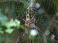 Nephila (Seidenspinne), Insel Wokam, Mokukken 2007