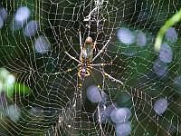Nephila (Seidenspinne), Insel Wokam, Mokukken 2007