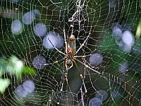 Nephila (Seidenspinne), Insel Wokam, Mokukken 2007