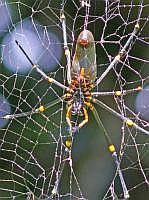 Nephila (Seidenspinne), Insel Wokam, Mokukken 2007