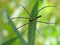 Nephila (Seidenspinne), Insel Wokam, Mokukken 2007