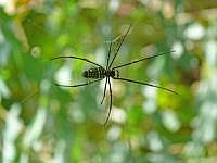 Nephila (Seidenspinne), Insel Wokam, Mokukken 2007