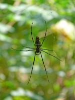 Nephila (Seidenspinne), Insel Wokam, Mokukken 2007