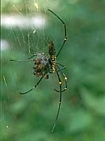 Nephila (Seidenspinne) mit Beute, Lombok 1998