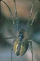 Spinne im Netz, 70er Jahre (mit Hilfe einer Plattenkamera, s. Vorbemerkung)