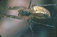 Spinne im Netz, 70er Jahre (mit Hilfe einer Plattenkamera, s. Vorbemerkung)
