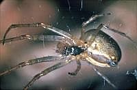 Spinne im Netz, 70er Jahre (mit Hilfe einer Plattenkamera, s. Vorbemerkung)