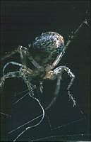 Spinne im Netz, 70er Jahre (mit Hilfe einer Plattenkamera, s. Vorbemerkung)