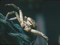 Krabbenspinne, 70er Jahre (mit Hilfe einer Plattenkamera, s. Vorbemerkung)