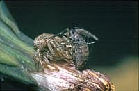 Krabbenspinne mit Blattlaus, 70er Jahre (mit Hilfe einer Plattenkamera, s. Vorbemerkung)