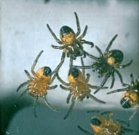 Spinnennest (Kreuzspinne?) im Gitter eines Kellerfensters, 70er Jahre (mit Hilfe einer Plattenkamera, s. Vorbemerkung)