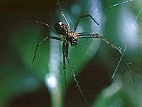 Spinne im Netz, 70er Jahre (mit Hilfe einer Plattenkamera, s. Vorbemerkung)